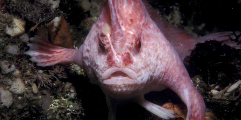Thumbnail for Pink handfish seen for the first time in 22 years