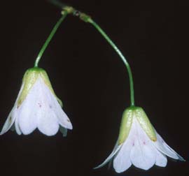 RARE aristotelia peduncularis Heart Berry Bush 5 seeds UK SELLER