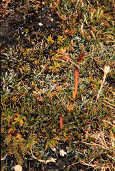 Site 1.10 Coniferous microshrubbery/herbfield - halfway along Tarn Shelf.