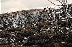 Site 1.11 Coniferous shrubbery and Sclerophyll heath after fire - Backhouse Tarn.