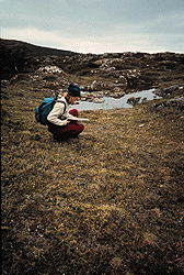 Site 1.10 Coniferous microshrubbery/herbfield - halfway along Tarn Shelf.