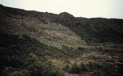 Site 1.11 Coniferous shrubbery and Sclerophyll heath after fire - Backhouse Tarn.