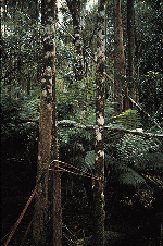 Wet sclerophyll forest - near theTall Trees Walk