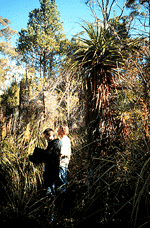 Sphagnum bog - near the Lyrebird Nature Walk