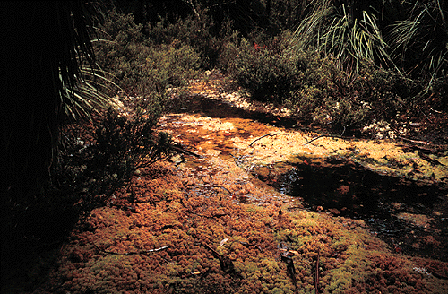 Site 1.3 Sphagnum bog - near the Lyrebird Nature Walk