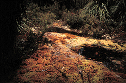 Sphagnum bog - near the Lyrebird Nature Walk