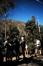 Site 1.5 Subalpine woodland near Lake Fenton.
