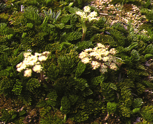 Aciphylla procumbens
