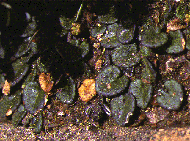 Diplaspis cordifolia