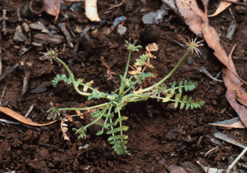 Oreomyrrhis eriopoda
