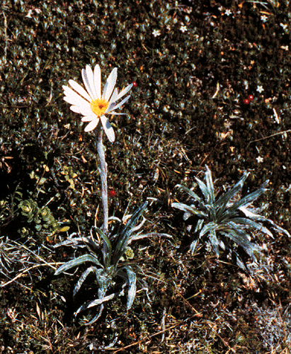 Celmisia asteliifolia