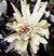 Species Information Page