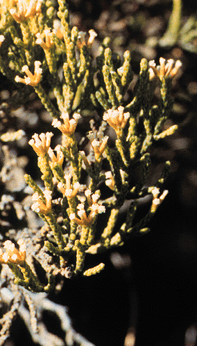 Ozothamnus  hookeri (Helichrysum hookeri)