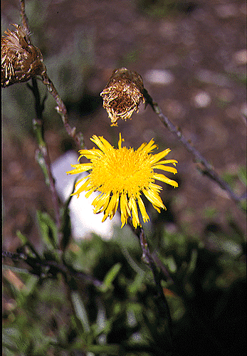 Podolepis jaceoides