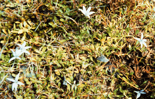 Isotoma fluviatilus