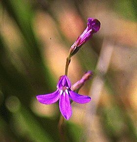 Lobelia gibbosa