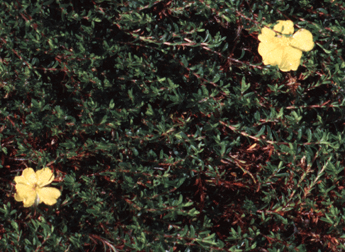 Hibbertia procumbens
