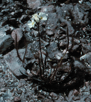Drosera binata