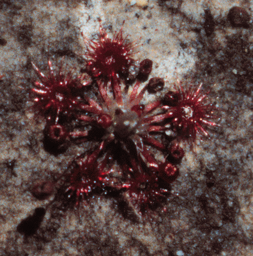 Drosera pygmaea