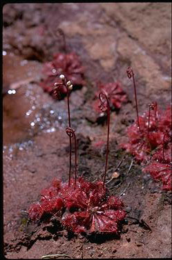 Drosera spatulata