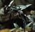 Species Information Page