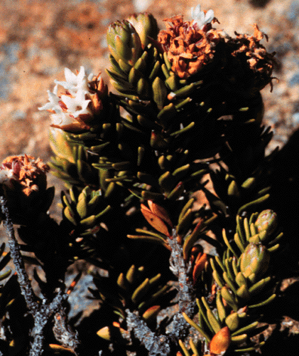 Archeria serpyllifolia