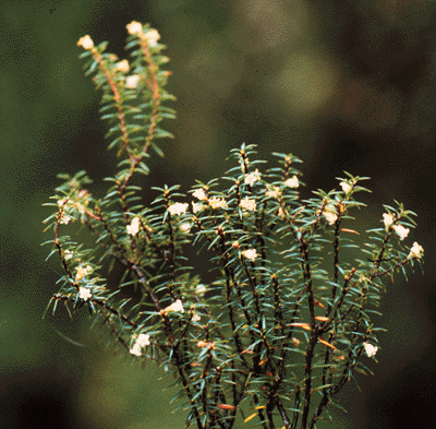 Cyathodes parvifolia