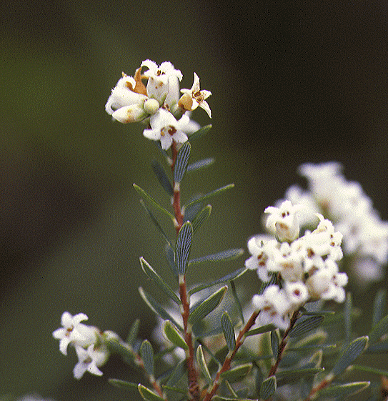 Leucopogon stuartii
