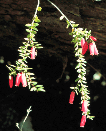 Prionotes cerinthoides