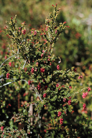 Trochocarpa thymifolia
