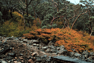 Nothofagus gunnii in Autum