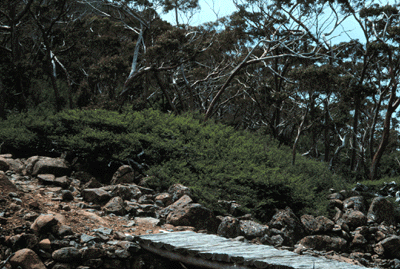 Nothofagus gunnii in Summer