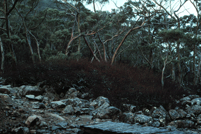 Nothofagus gunnii in winter