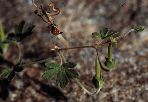 Geranium potentilloides