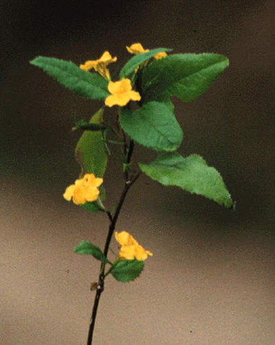 Goodenia ovata