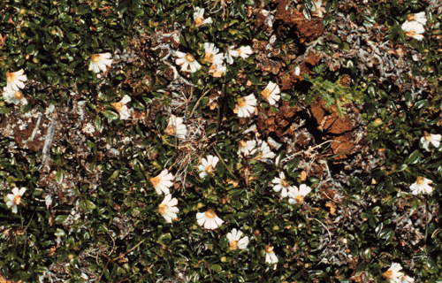 Scaevola hookeri