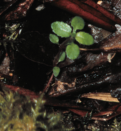 Gonocarpus micranthus