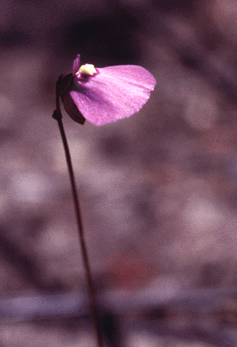 Utricularia dichotoma