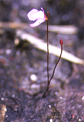 Utricularia monanthos
