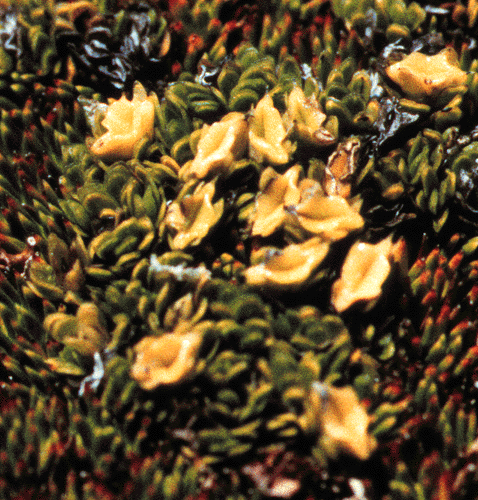 Mitrasacme archeri