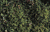 Species Information Page