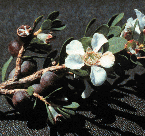 Leptospermum glaucescens