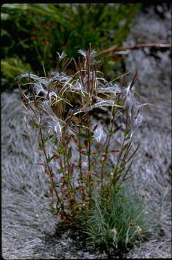 Epilobium gunnianum