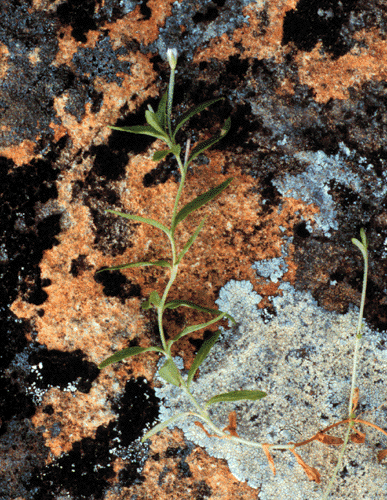Epilobium sarmentaceum