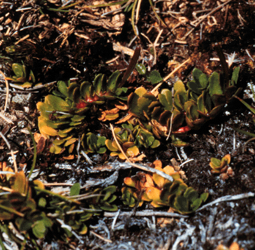 Epilobium tasmanicum