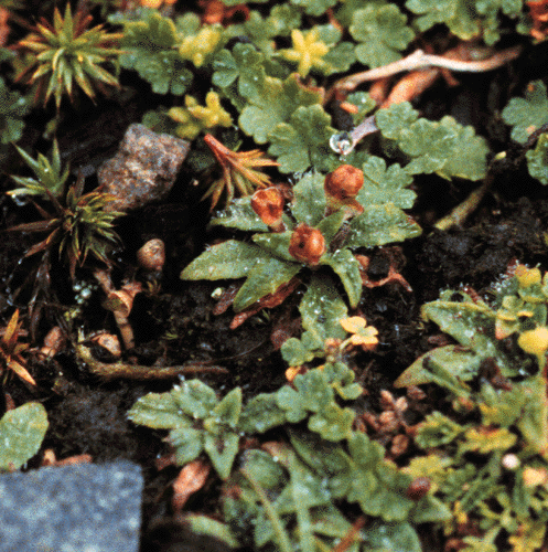 Plantago paradoxa