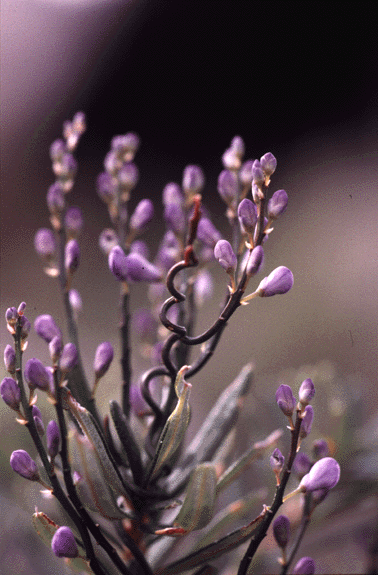 Comesperma retusum