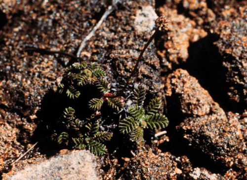 Acaena montana