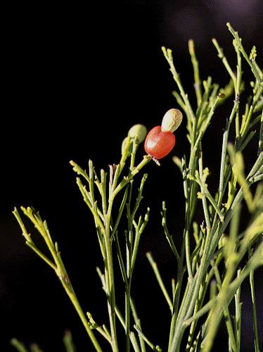 Exocarpus cupressiformis