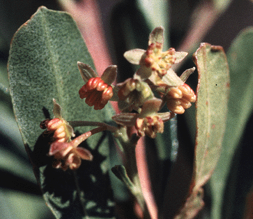 Dodonaea viscosa